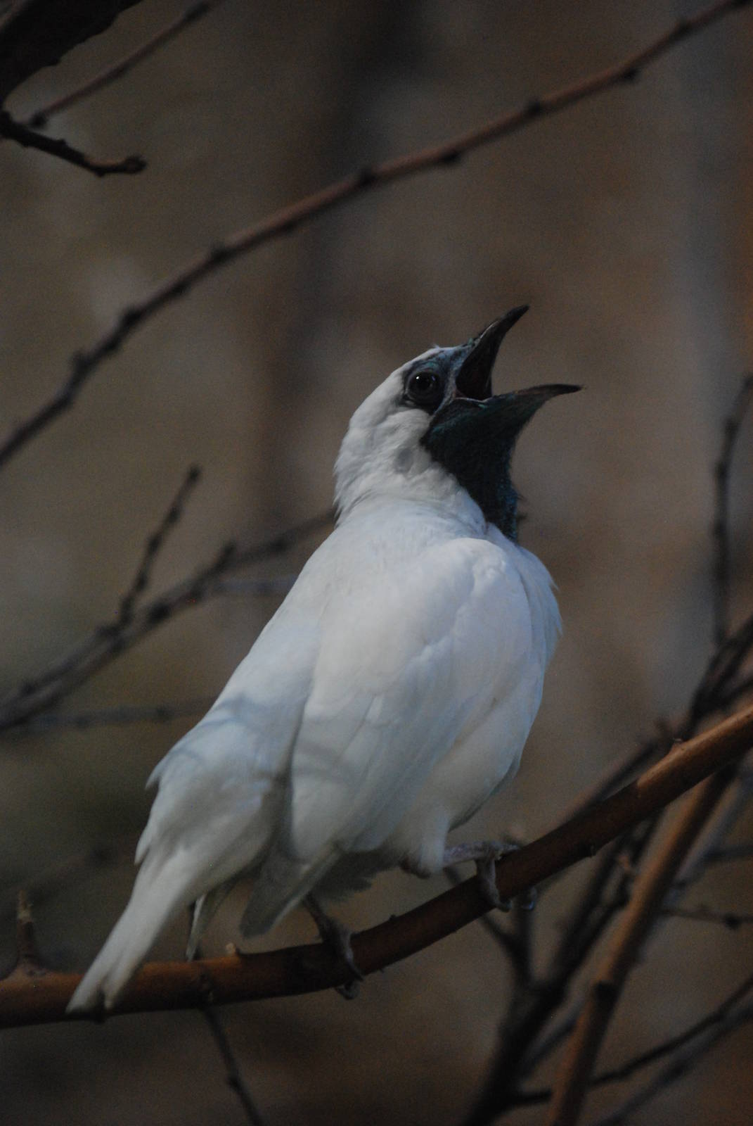 Naked-throated Bellbird at Barcelona, 30/05/11