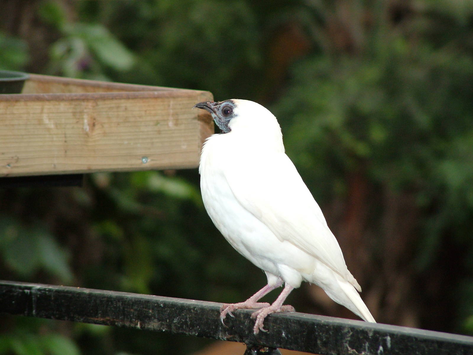 Naked-throated Bellbird at NOP, Veldhoven 16/05/09