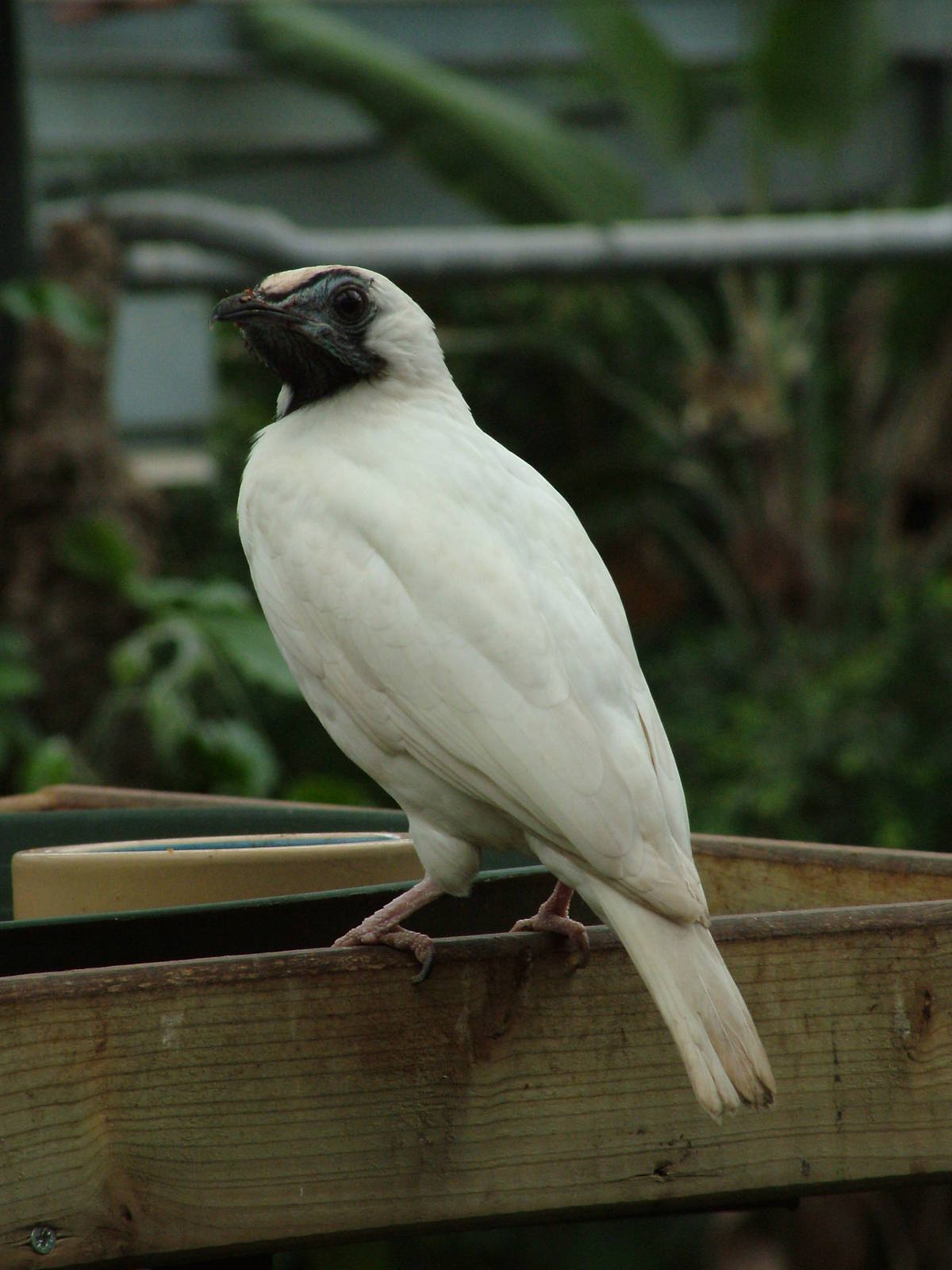 Naked-throated Bellbird at NOP, Veldhoven 16/05/09
