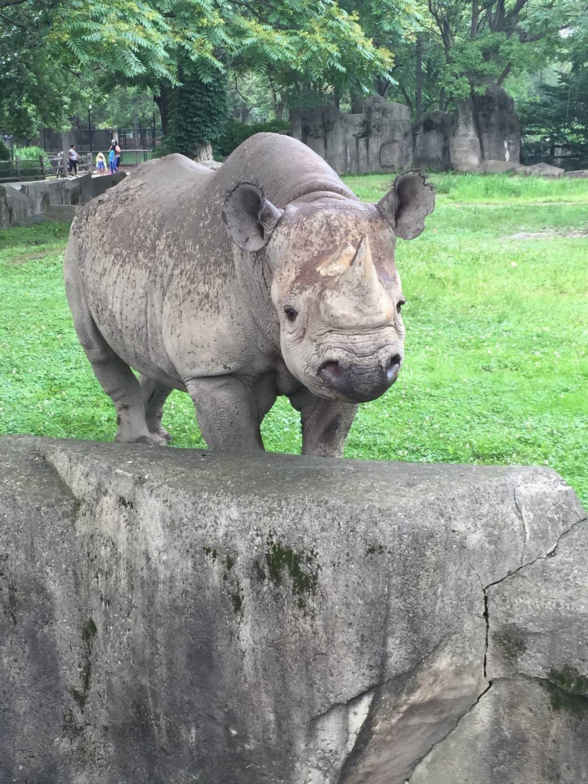 Nakili, Black Rhino 29-6-15