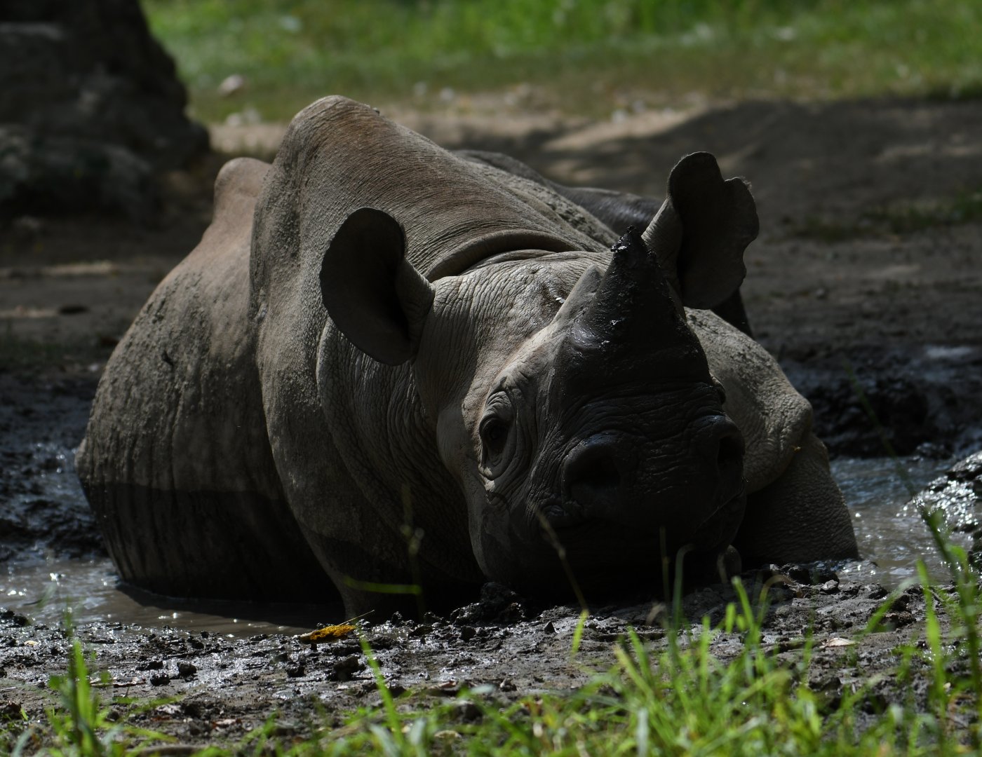 Nakili - Black rhino