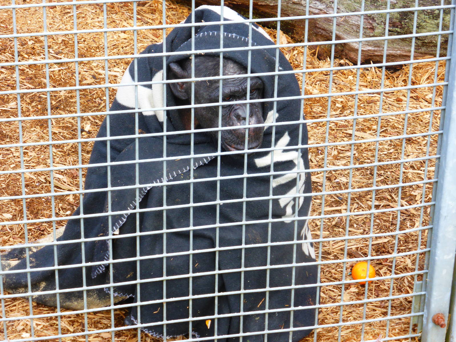 Nakima , the only female chimp .