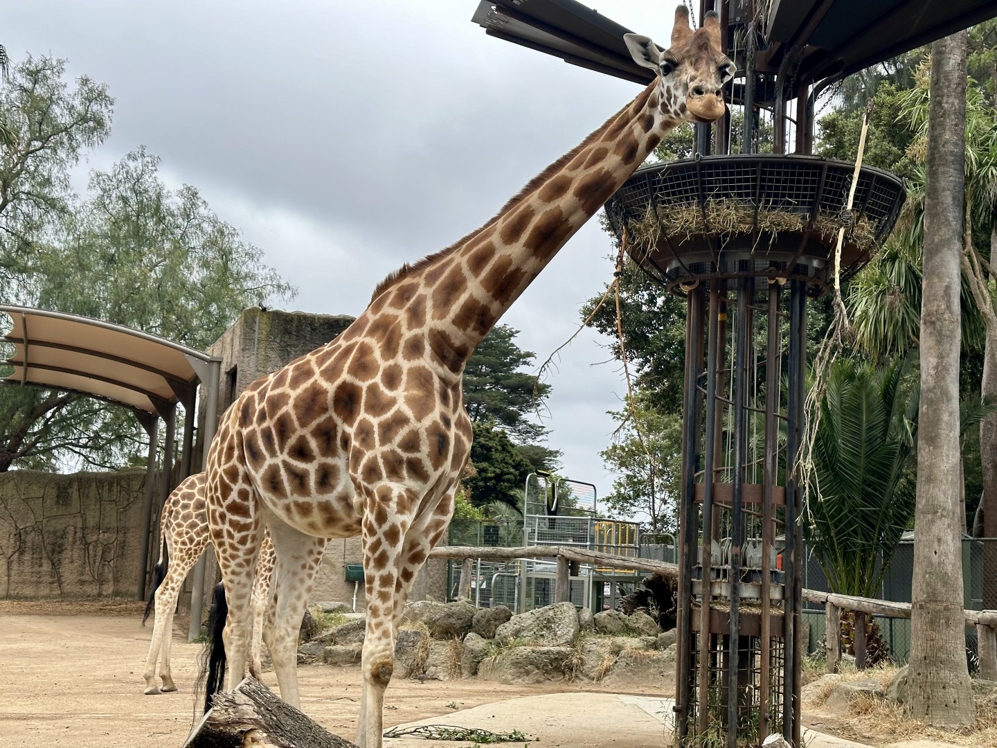 Nakuru (Heavily Pregnant)