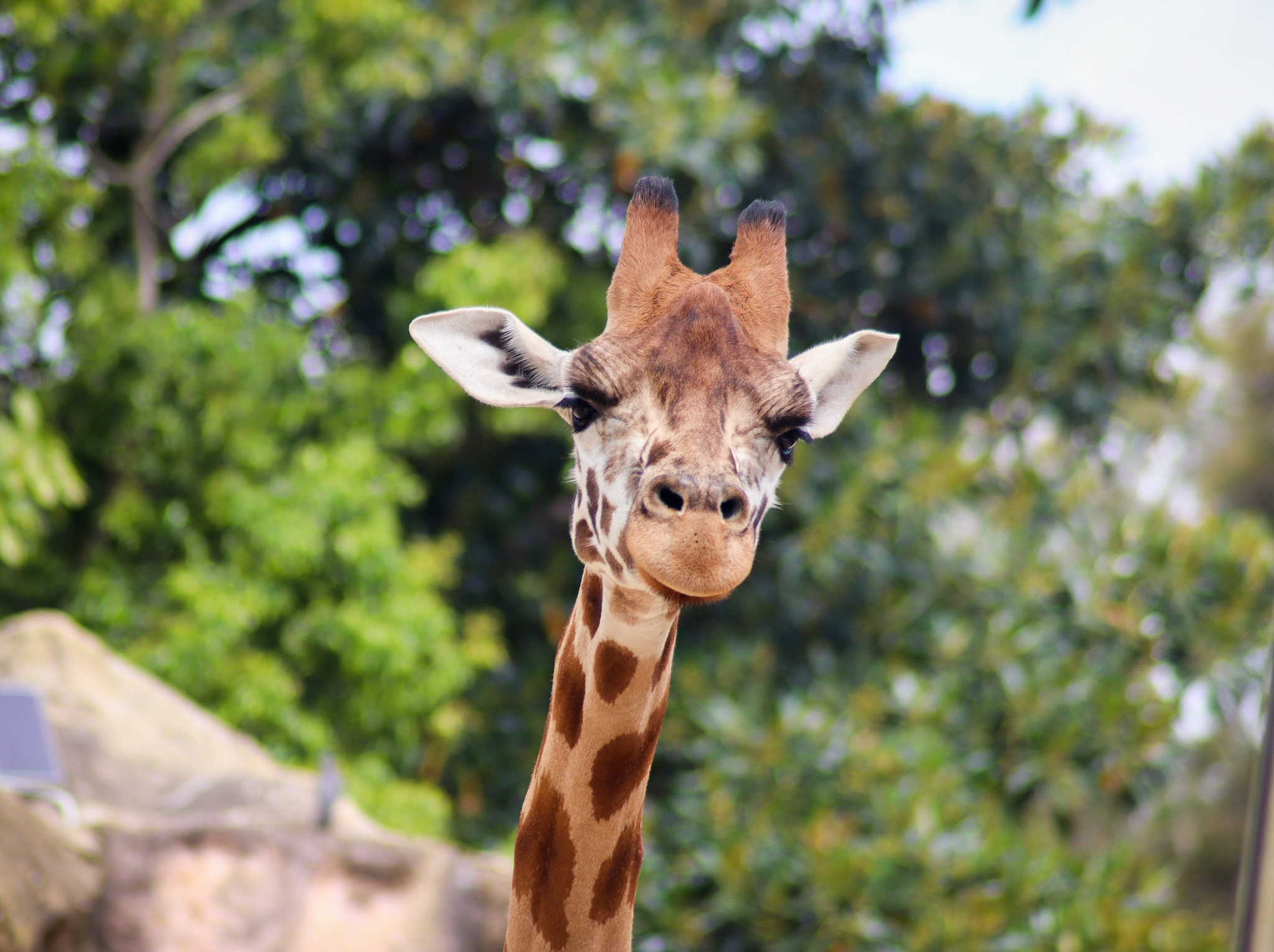 Nakuru the Giraffe - December 2018