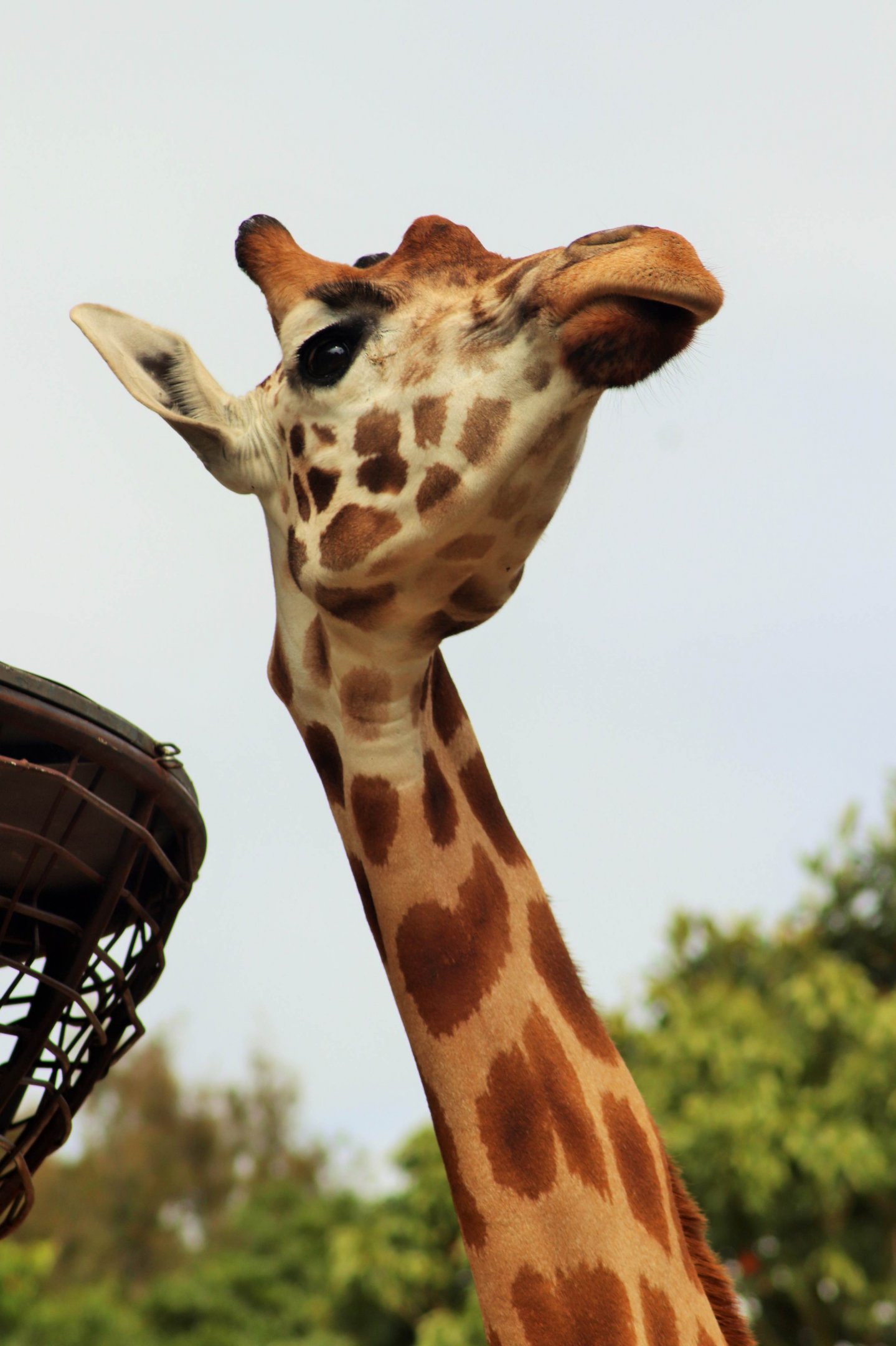 'Nakuru' the Giraffe (Giraffa camelopardalis)