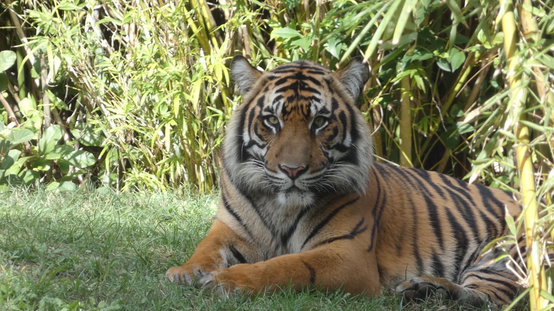 Nala, Female Sumatran Tiger, Maharajah Jungle Trek - Jan. 2022