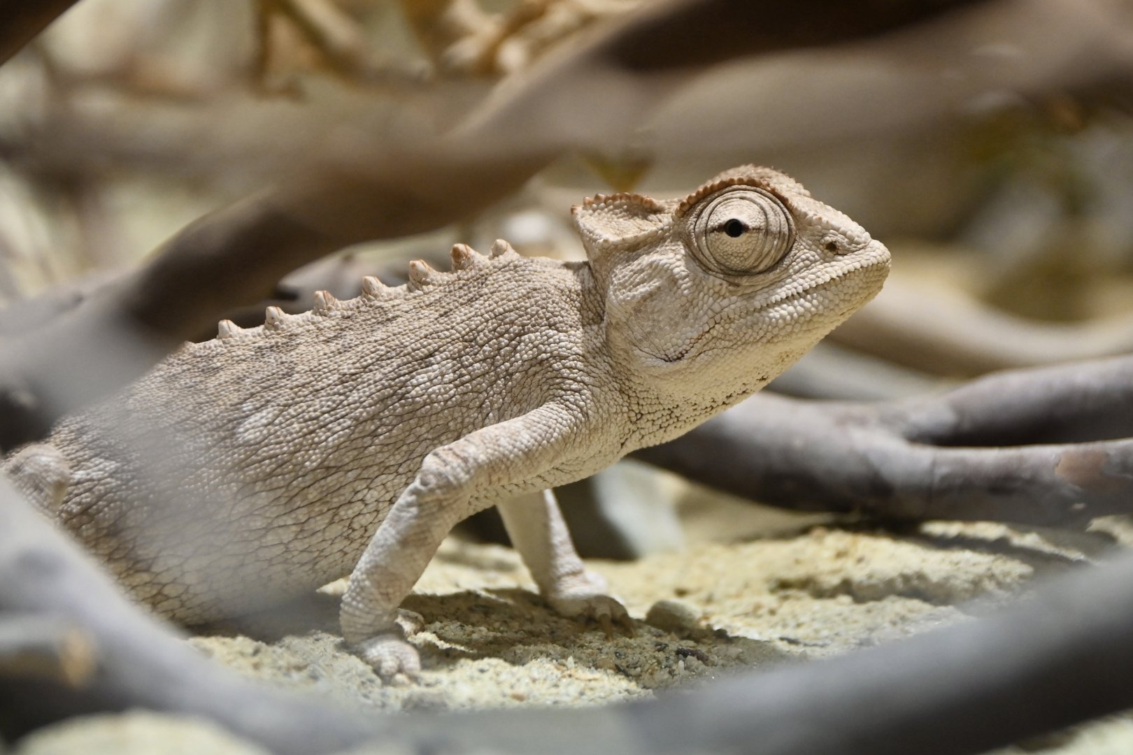 Namaqua chamaleon Chamaleo namaquensis