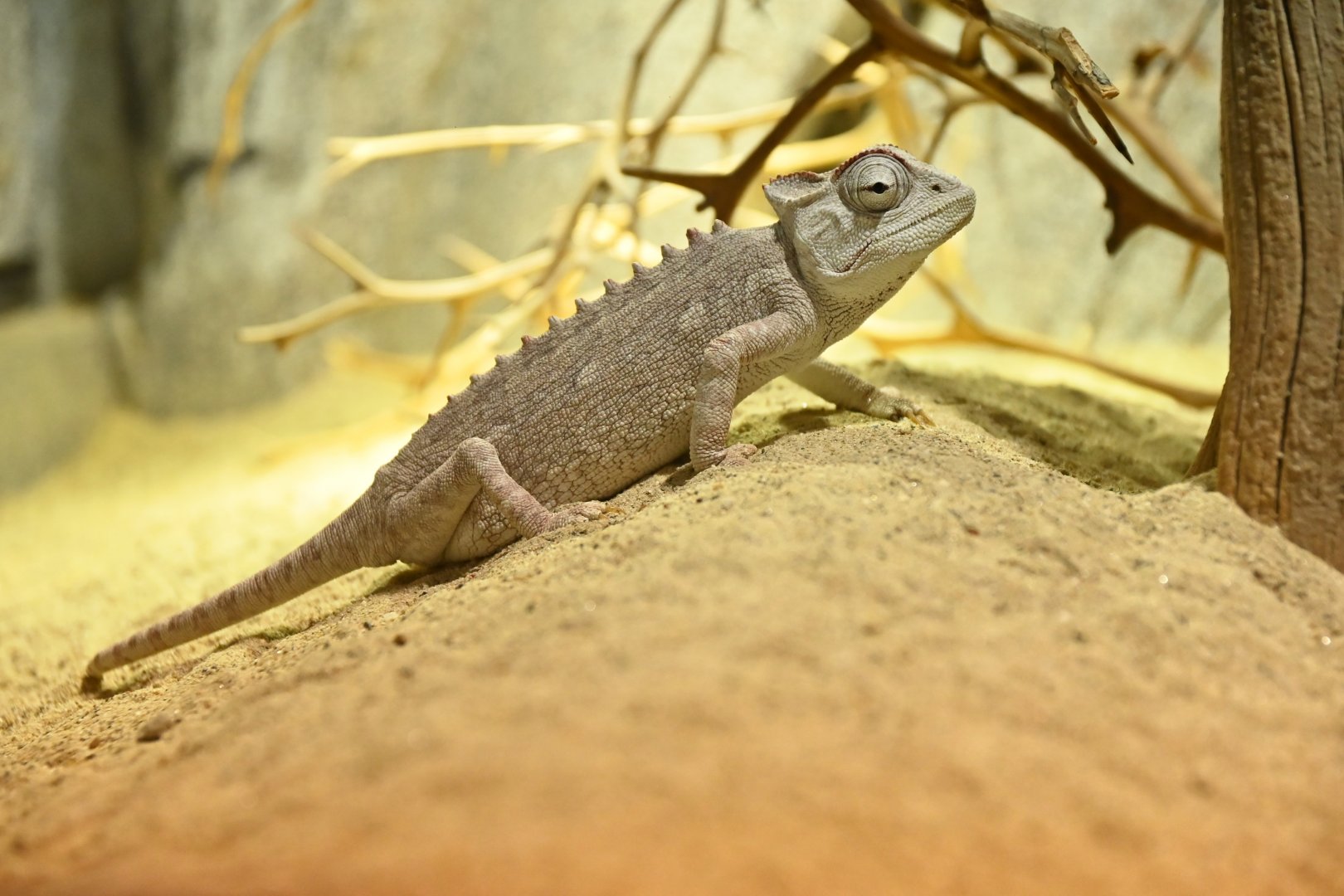Namaqua chamaleon Chamaleo namaquensis