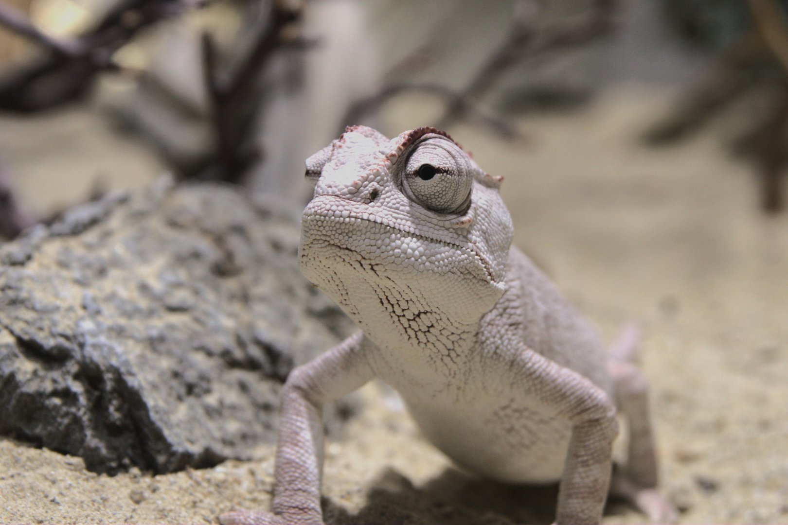 Namaqua Chameleon (Chamaeleo namaquensis), 09-09-25