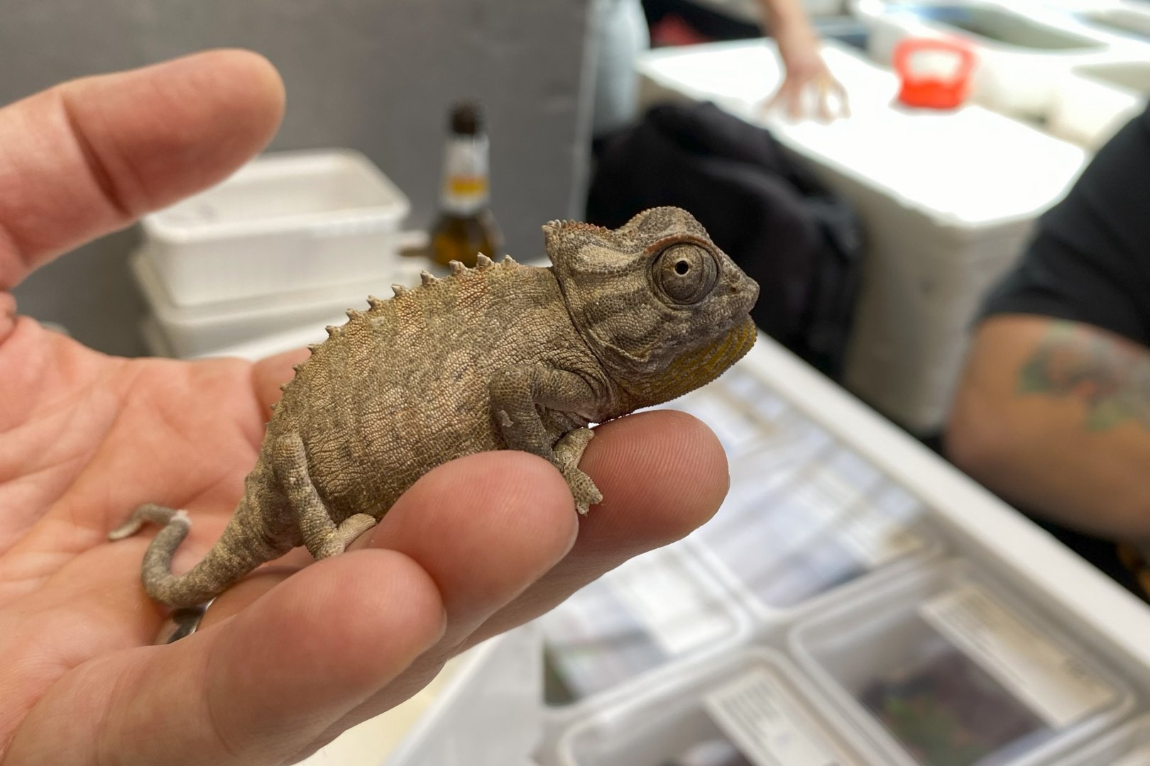 Namaqua chameleon (Chamaeleo namaquensis)