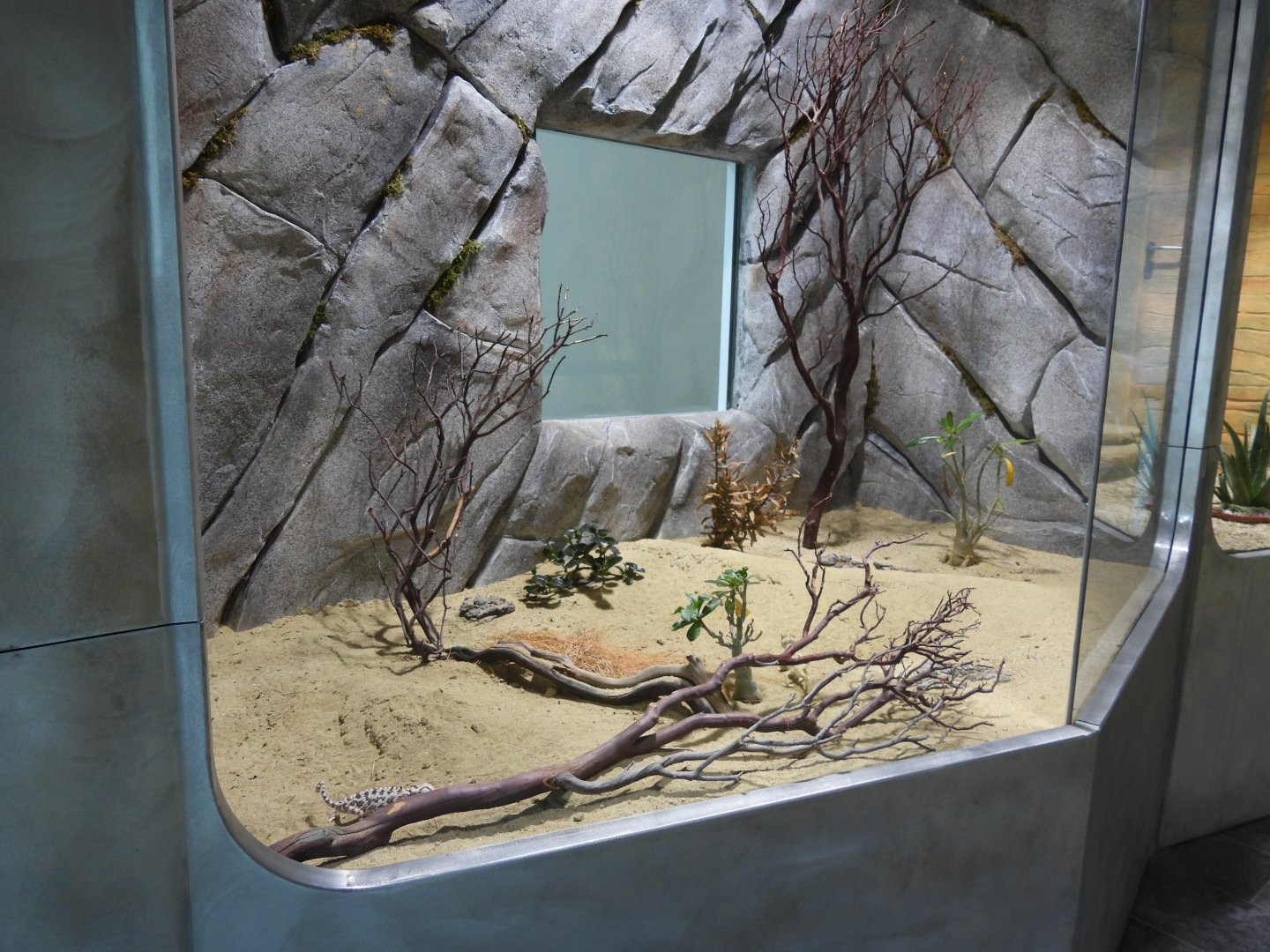 Namaqua chameleon (Chamaeleo namaquensis)