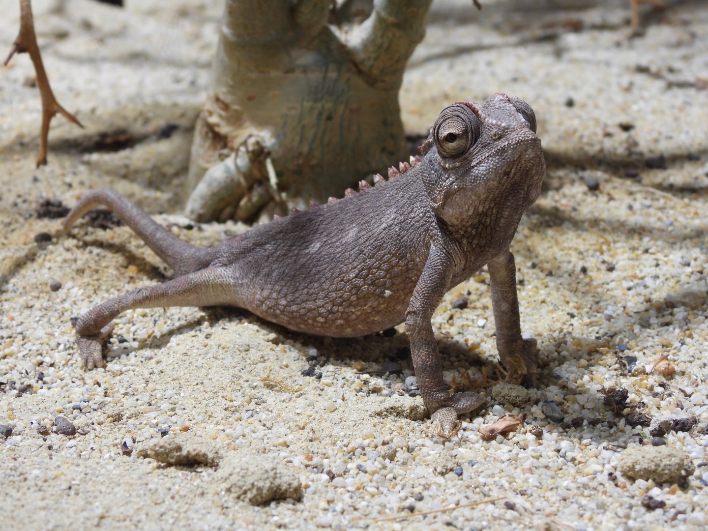 Namaqua chameleon