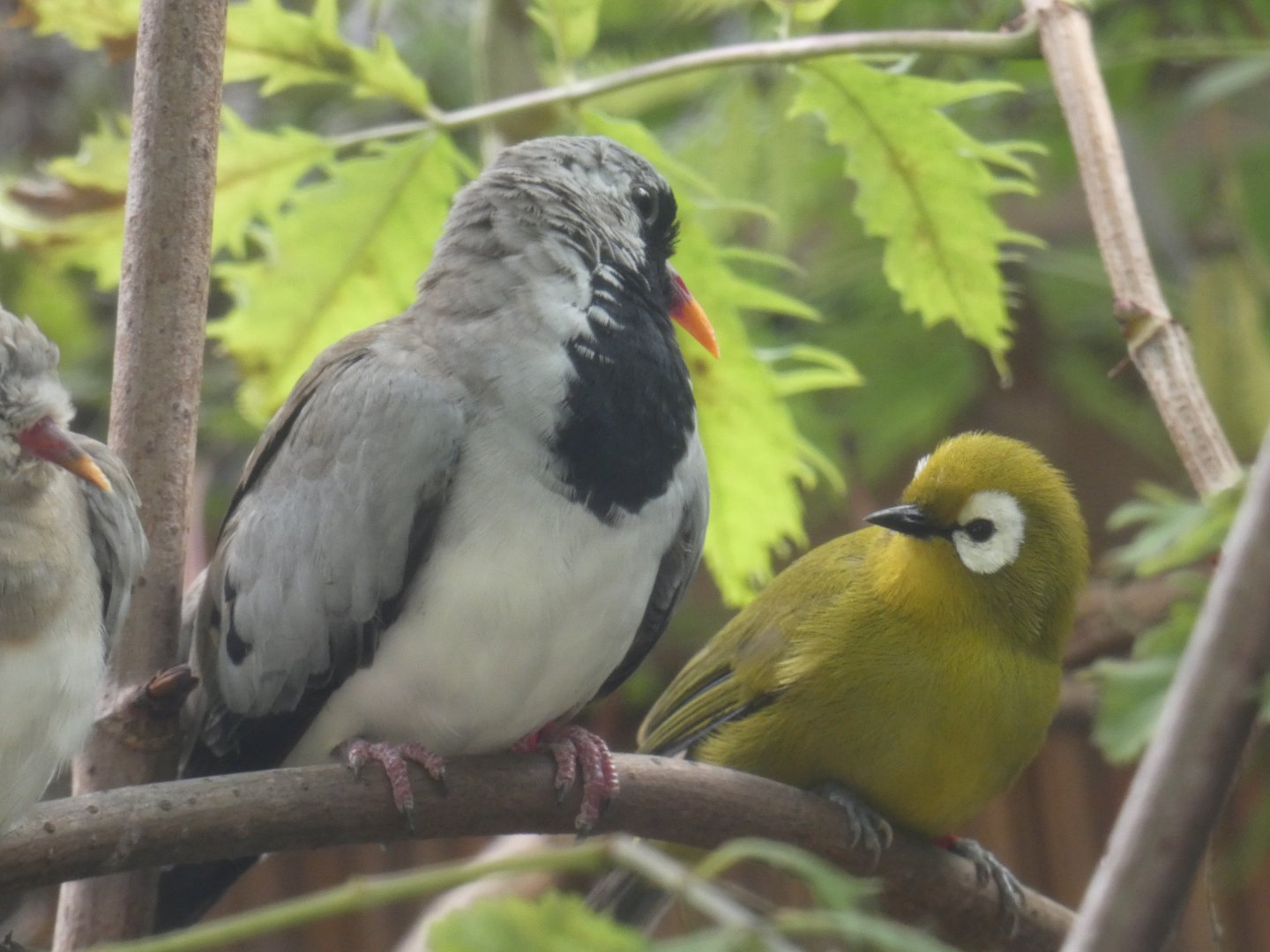 Namaqua Dove and Kilimanjaro White-eye