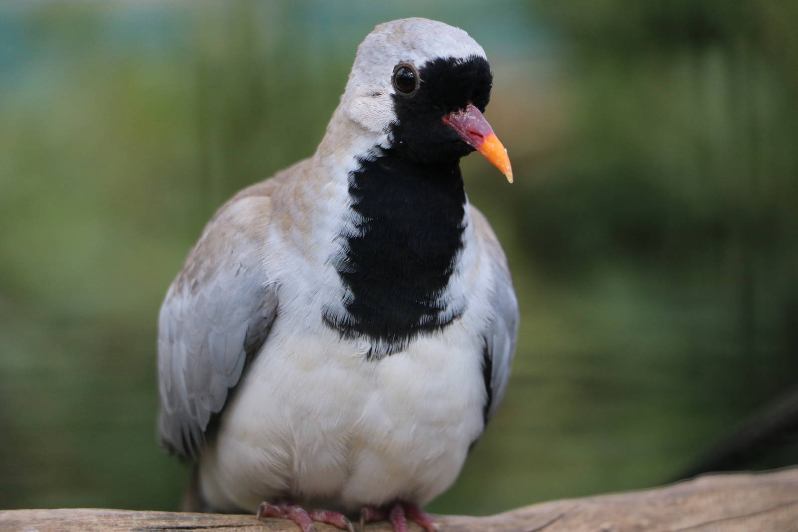 Namaqua dove, February 2016