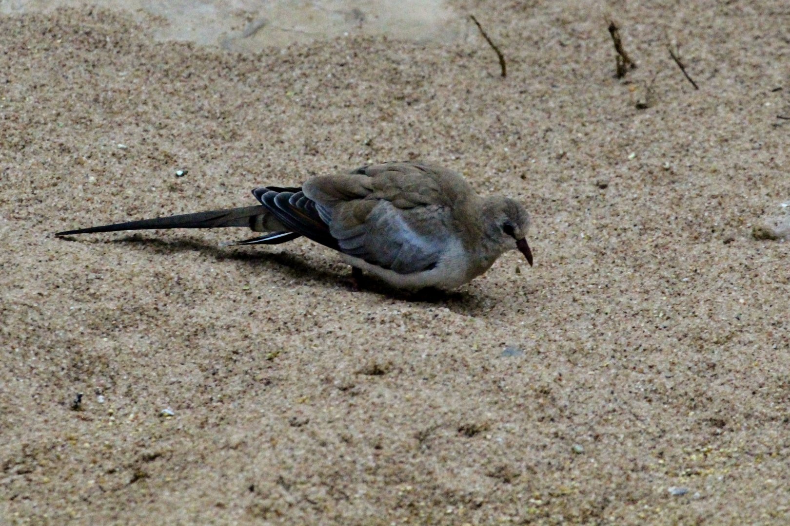 Namaqua Dove (female)