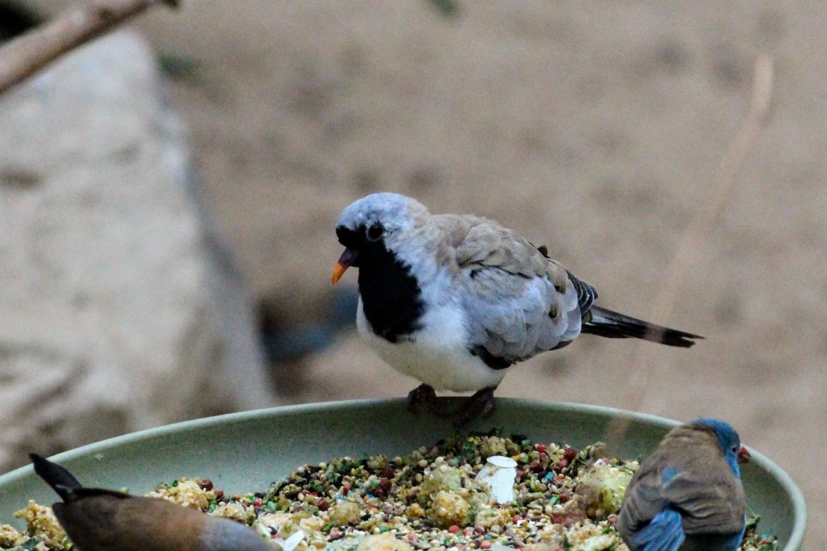Namaqua Dove (male)