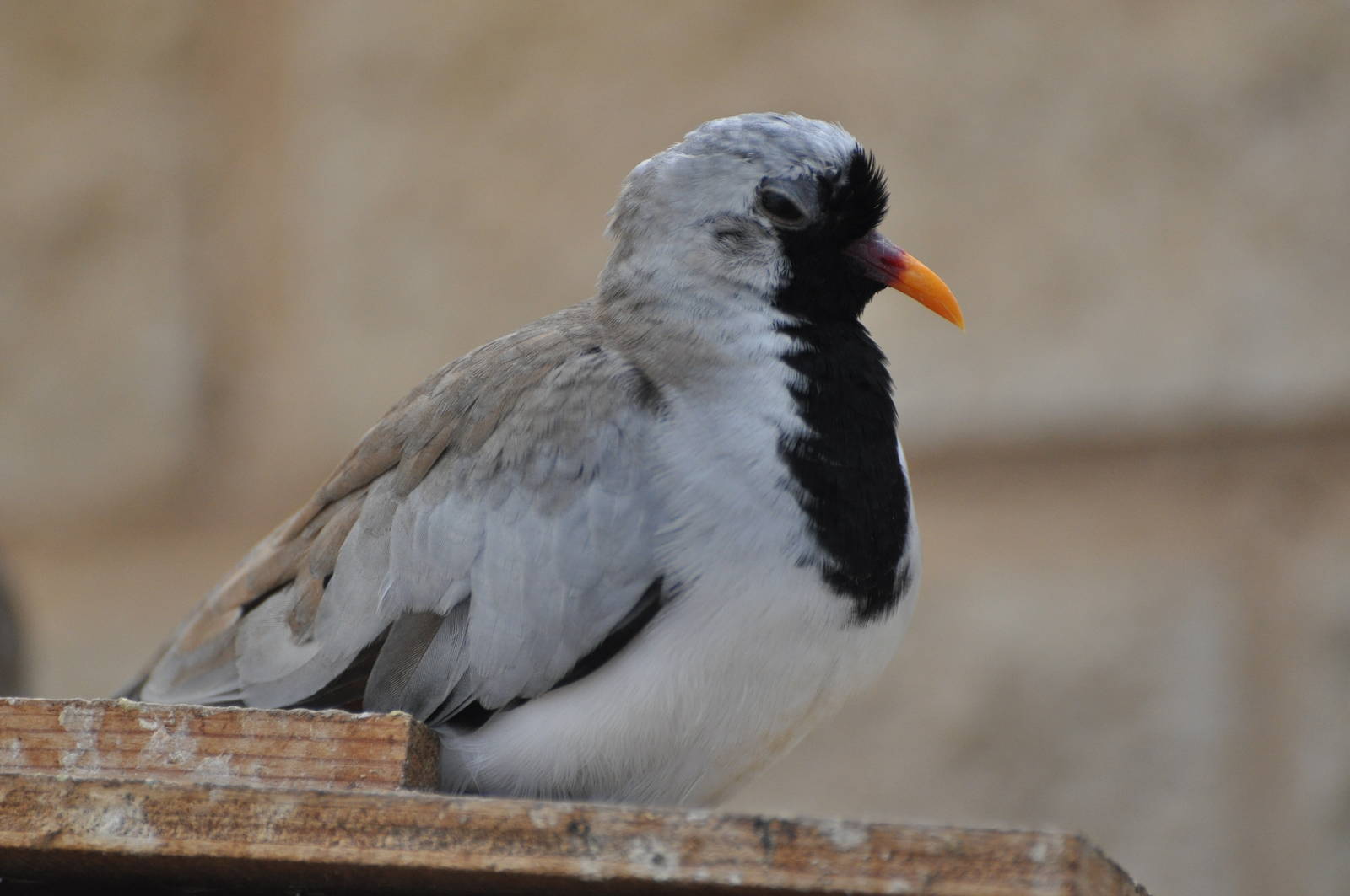 Namaqua dove/ Oena capensis
