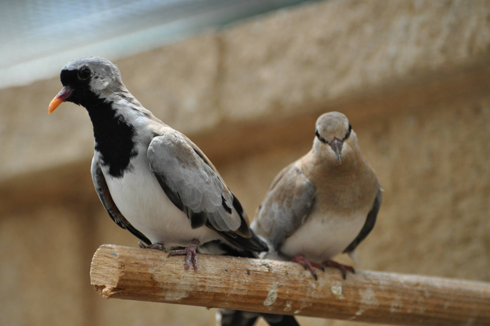 Namaqua dove/ Oena capensis