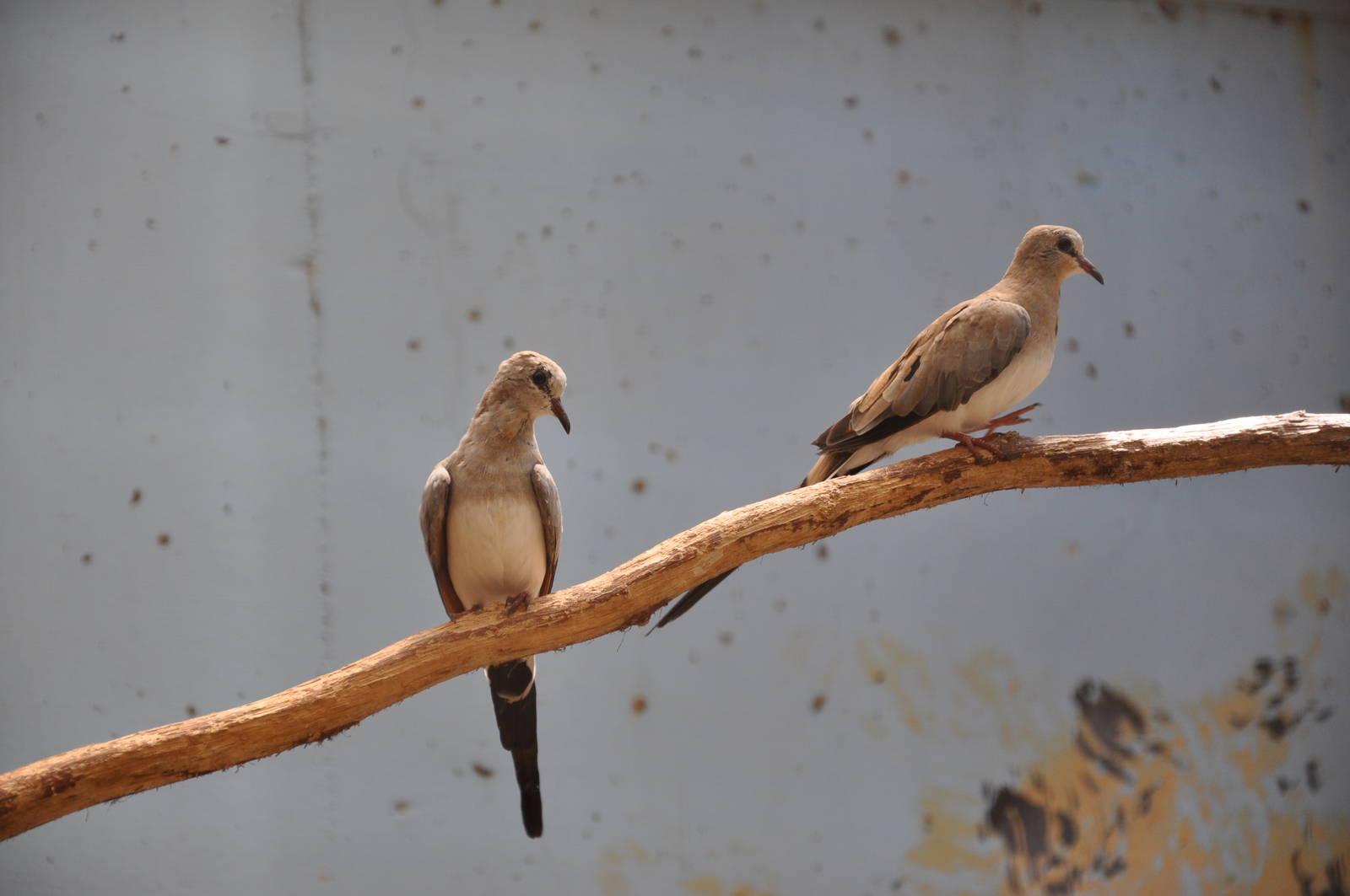 Namaqua dove/ Oena capensis