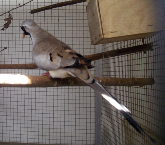 Namaqua Dove (Oena capensis)
