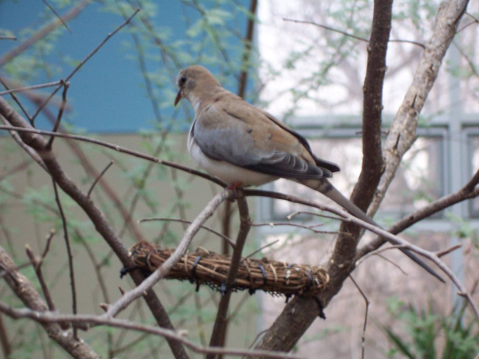 Namaqua Dove (Oena capensis)
