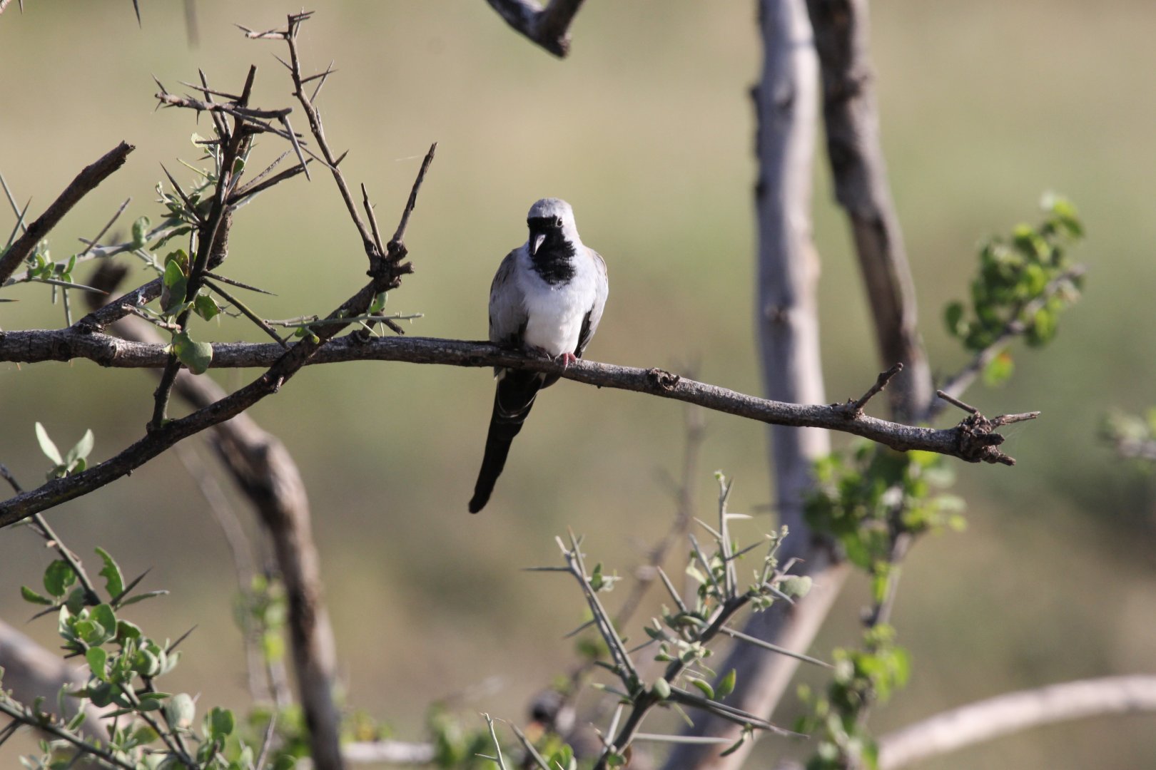 Namaqua Dove (Oena capensis)