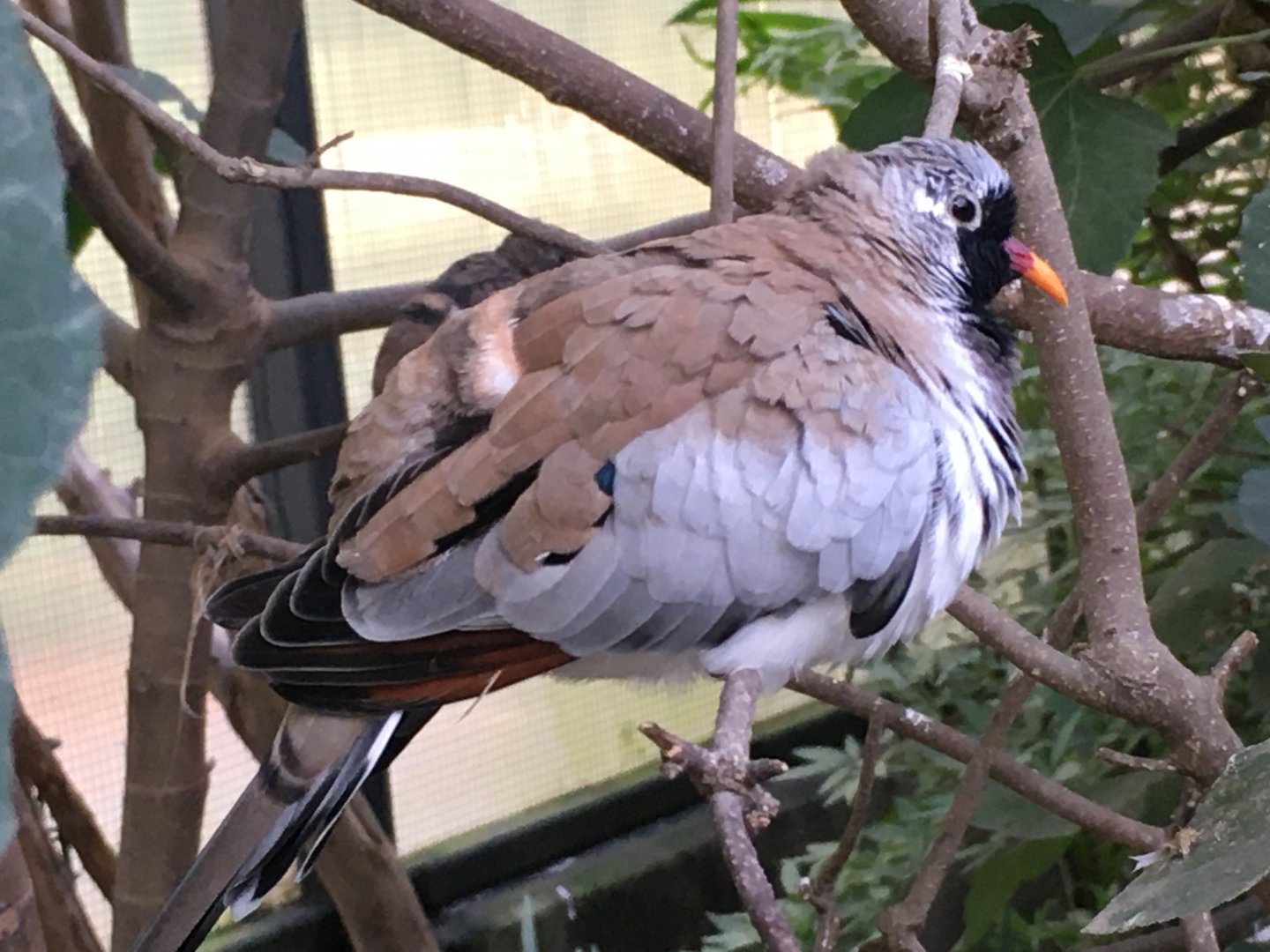 Namaqua Dove (Oena capensis)