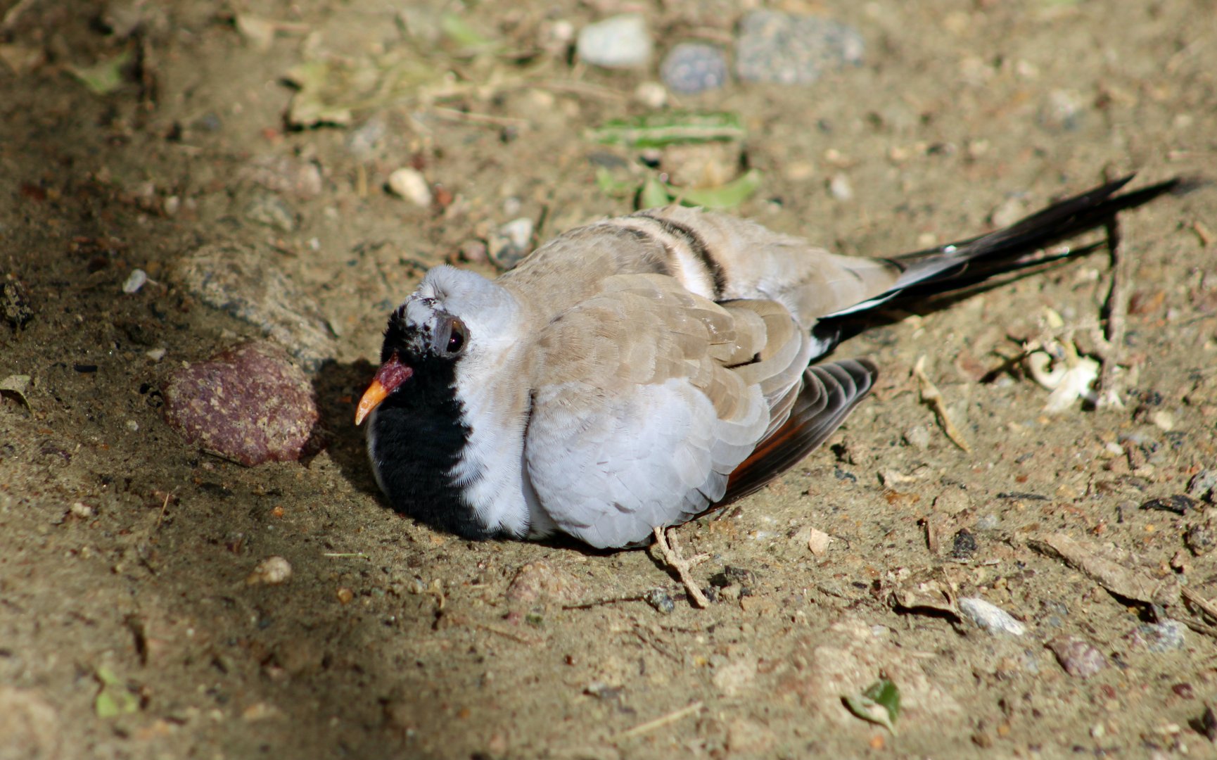 Namaqua Dove (Oenas capensis)