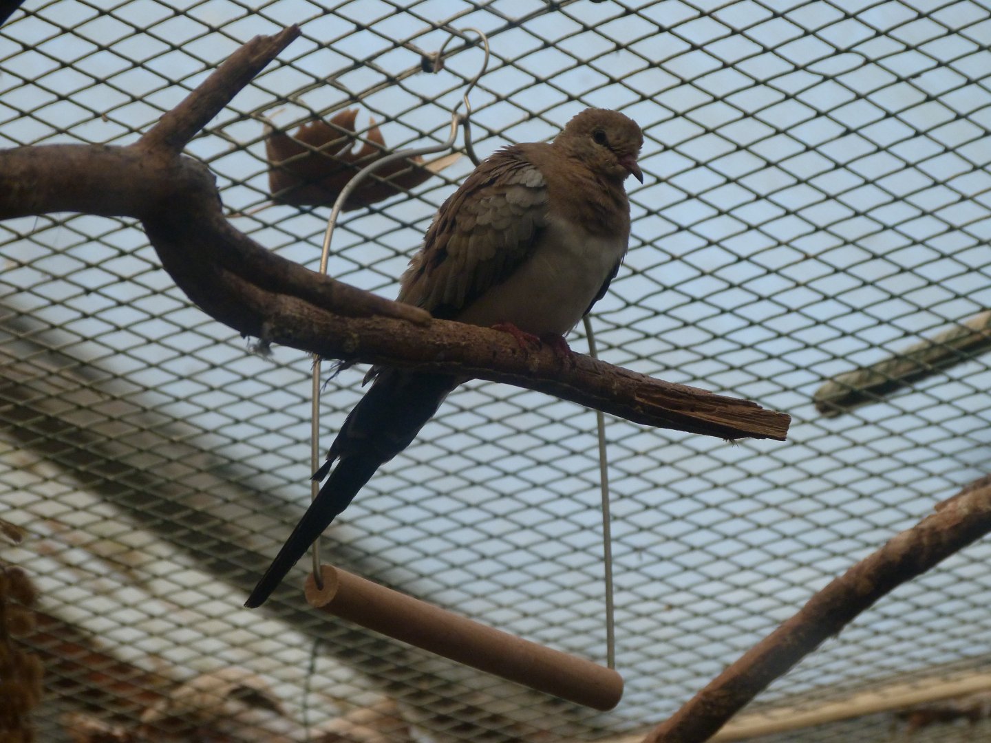 Namaqua dove -Zoo de Santillana del Mar (2024)