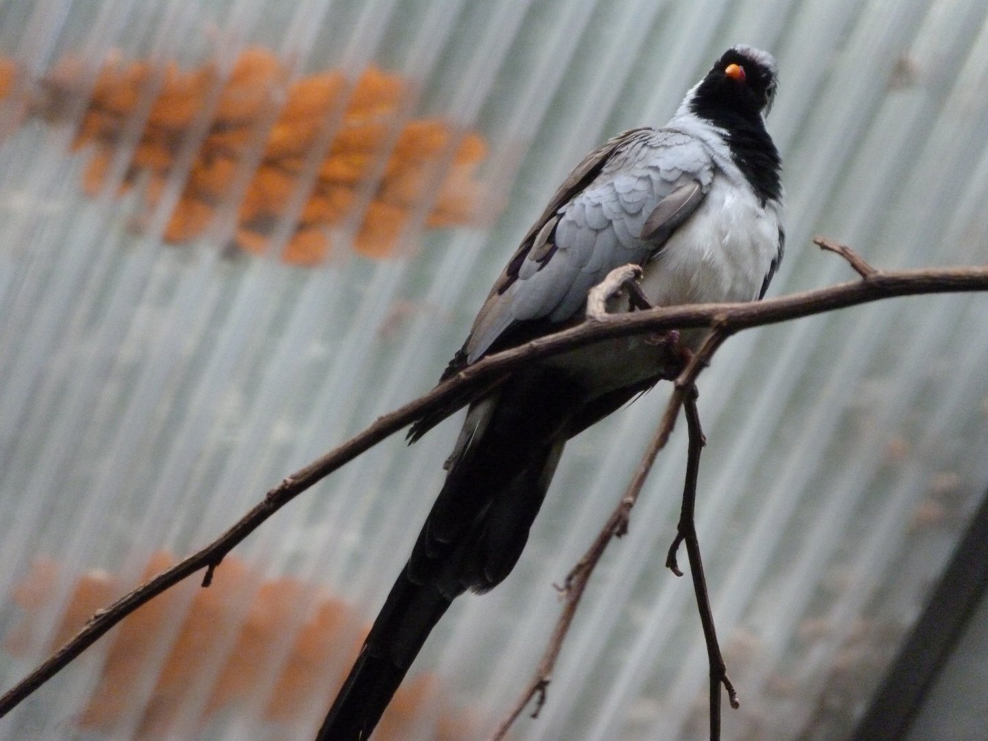 Namaqua dove -Zoologischer Garten Berlin (2024)