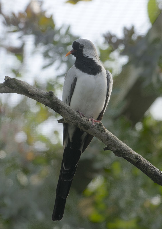 Namaqua dove