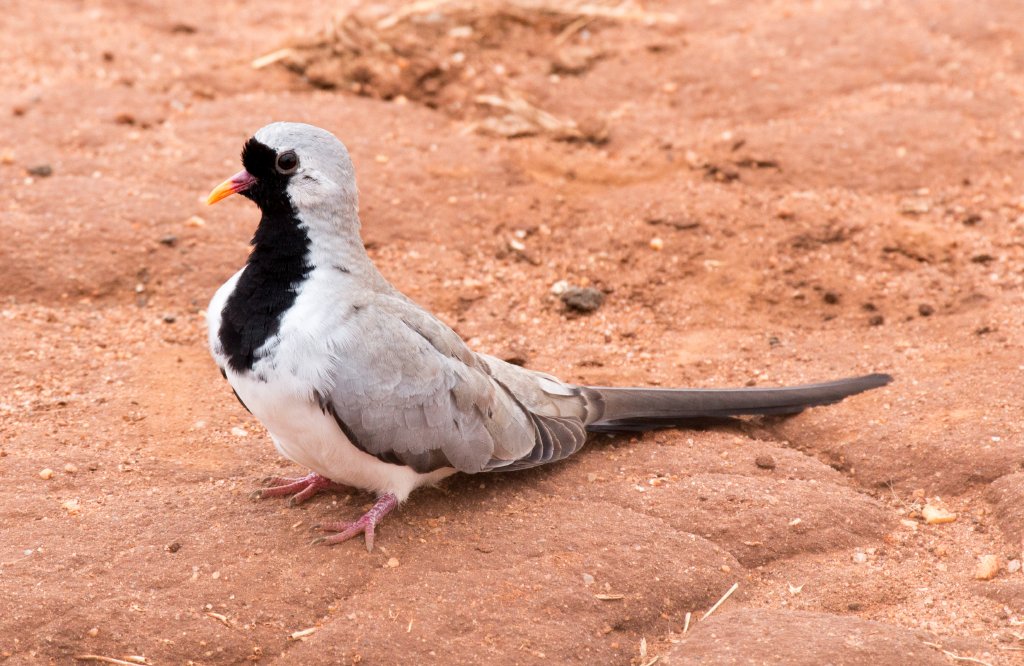 Namaqua Dove