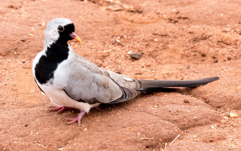 Namaqua Dove