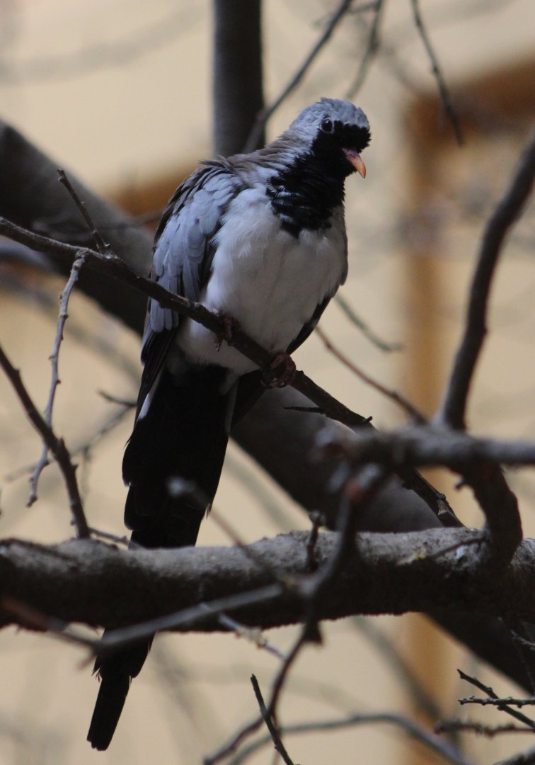 Namaqua dove