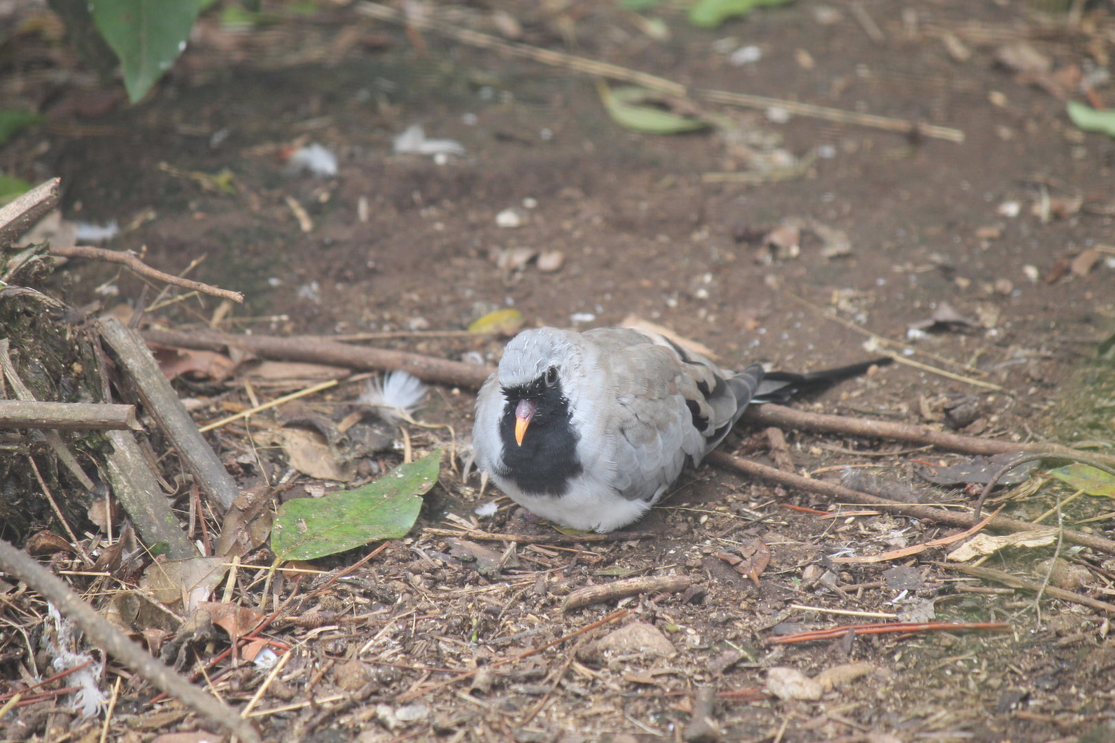 Namaqua Dove