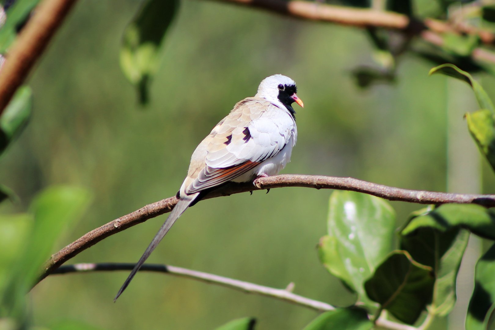 Namaqua Dove