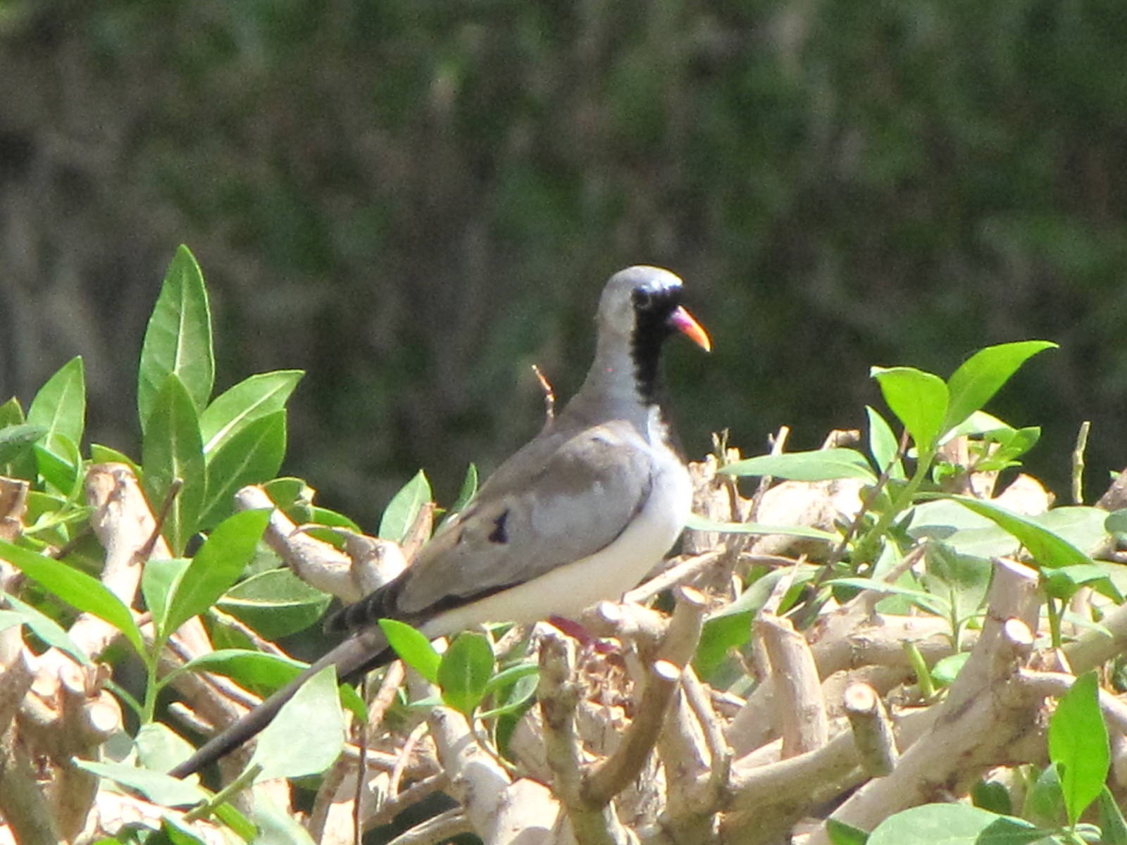 namaqua dove