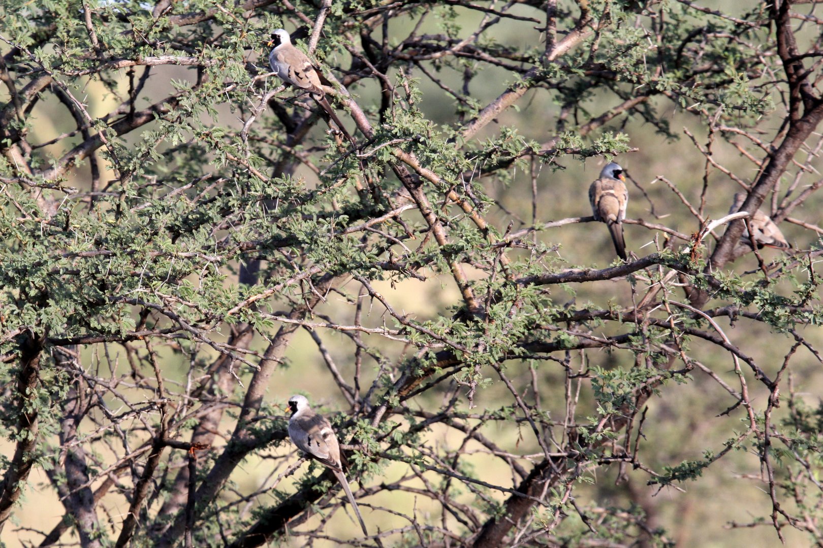 Namaqua Doves (Oena capensis) ID?