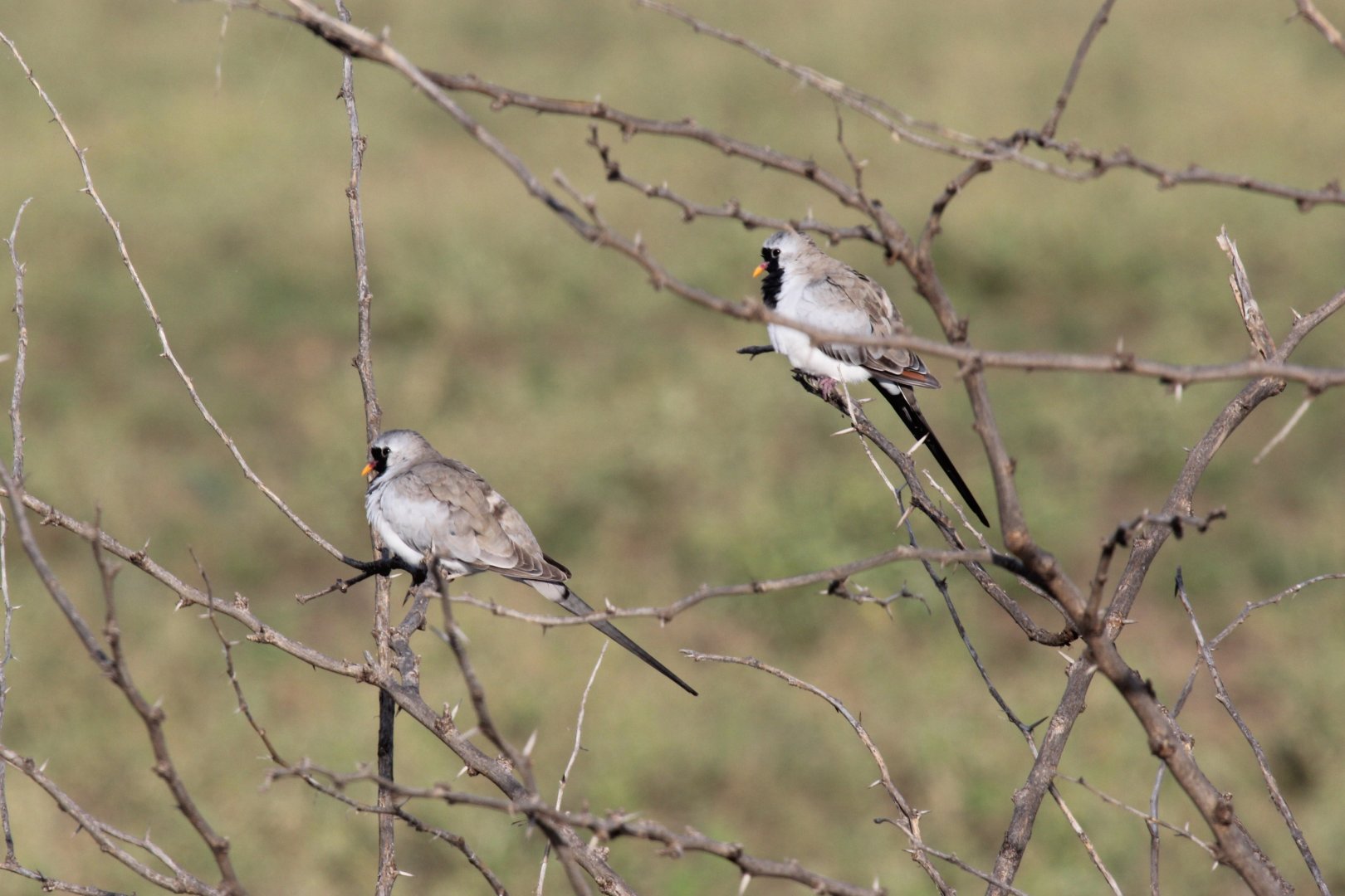 Namaqua Doves (Oena capensis)