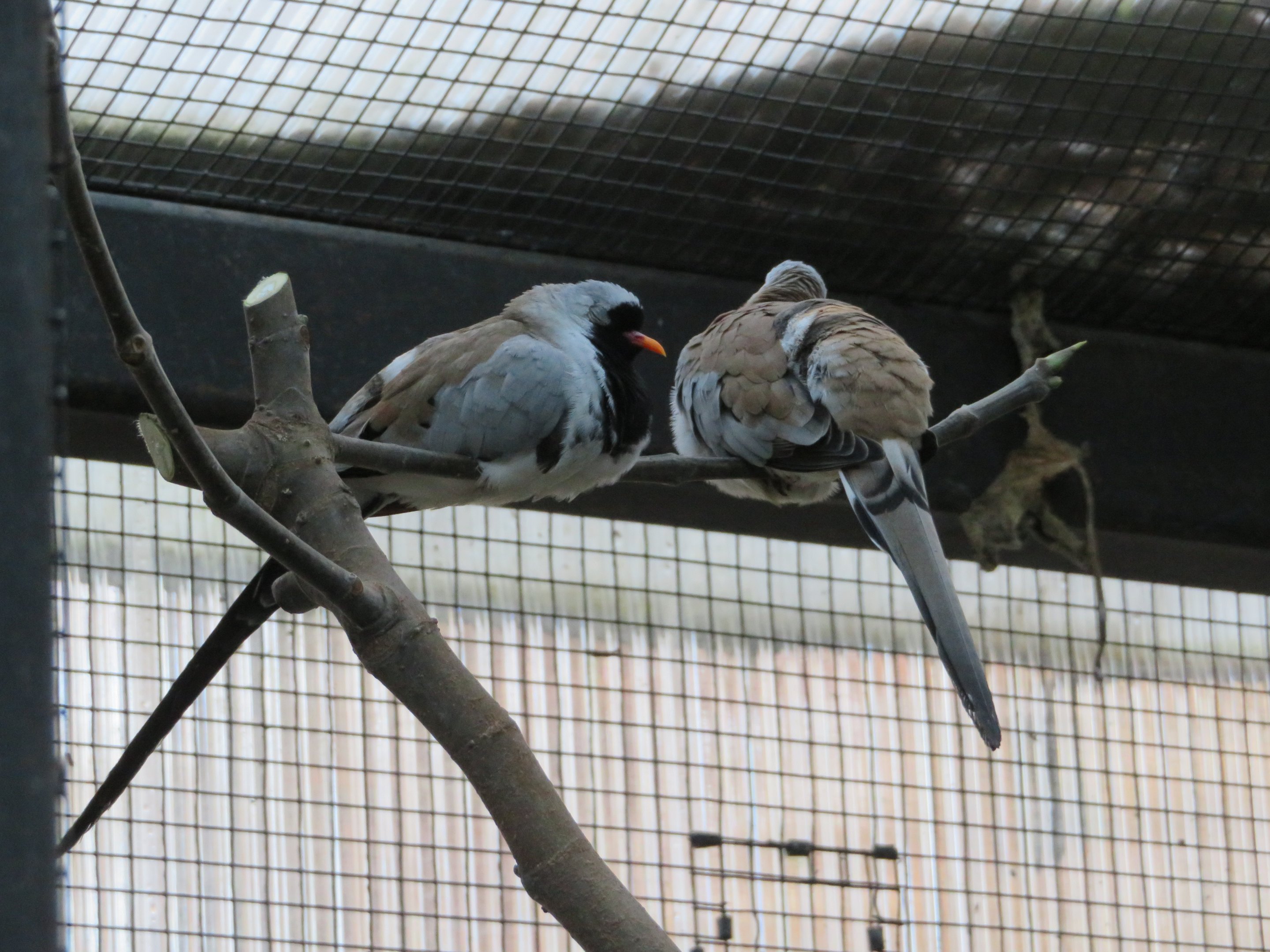 Namaqua Doves