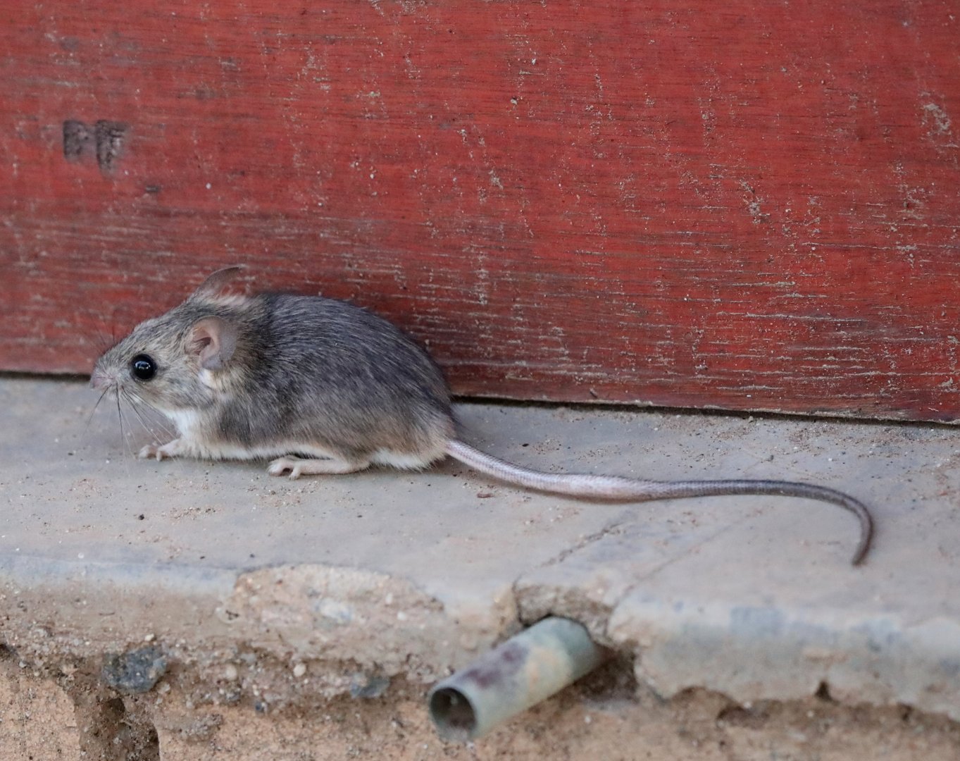 Namaqua rock rat (Aethomys namaquensis)