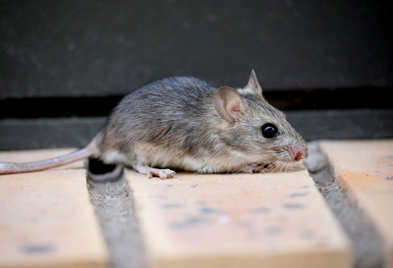 Namaqua rock rat (Aethomys namaquensis)