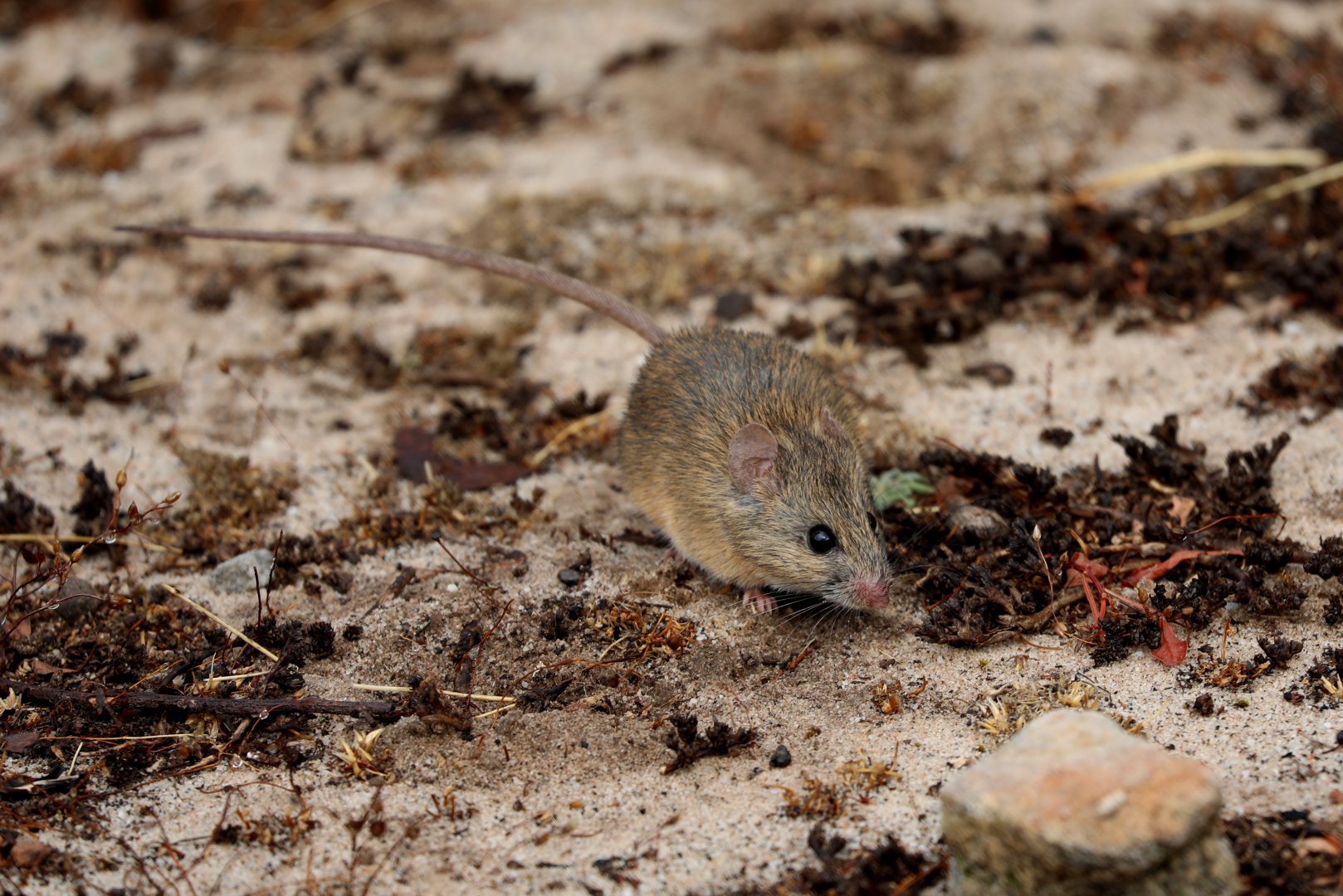Namaqua rock rat (Aethomys namaquensis)