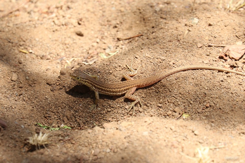Namaqua sand lizard (Pedioplanis namaquensis)