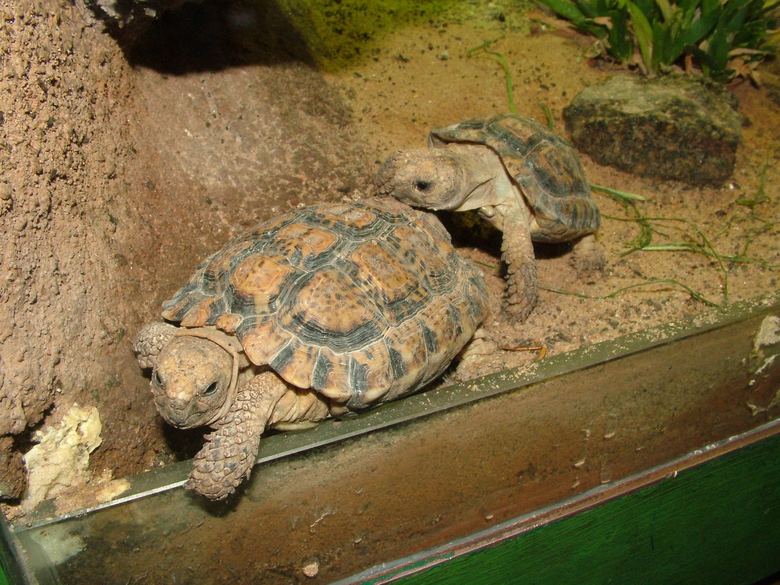 Namaqua Speckled Tortoise at Prague, 24/05/10