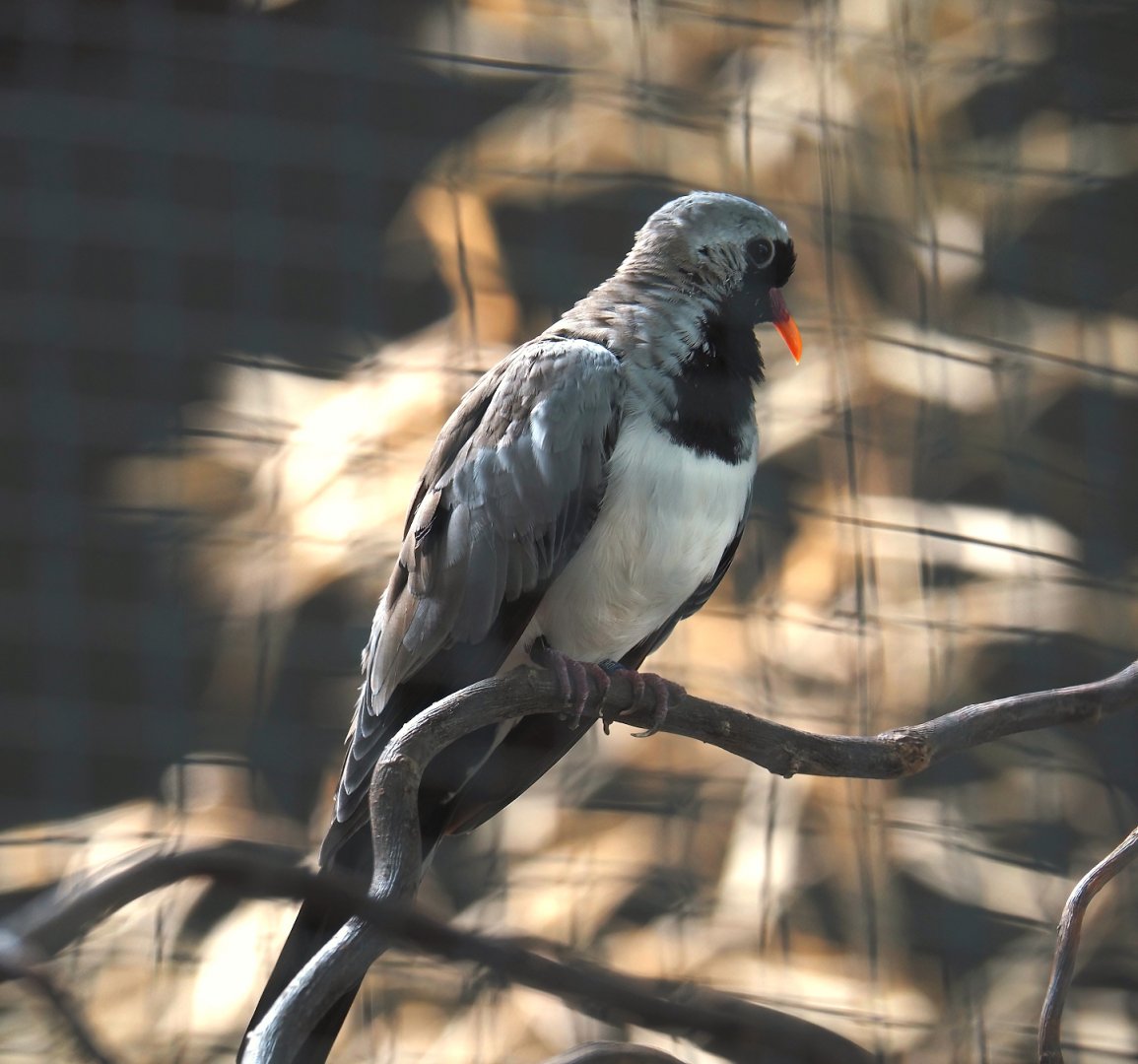 Namaque dove (Oena capensis), 2024-08-05