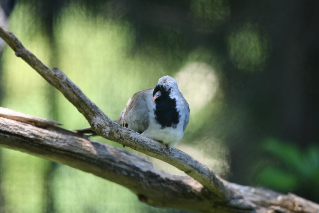 Namaque (or Cape) Dove, male