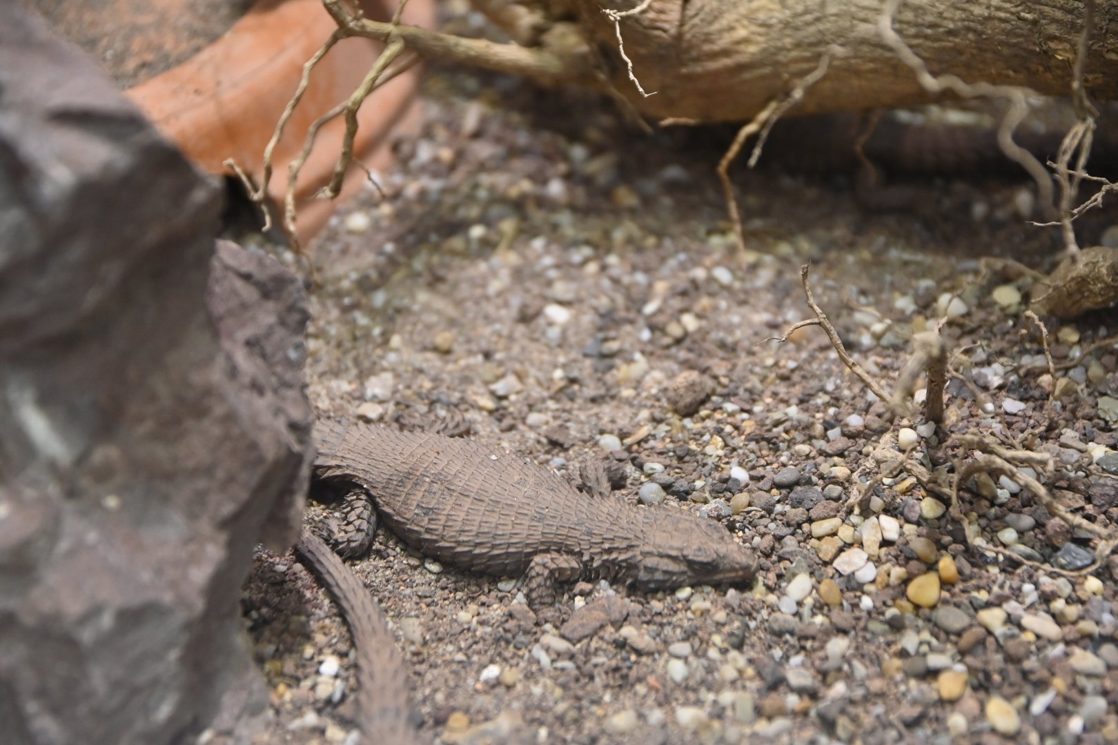 Namazonurus lawrenci