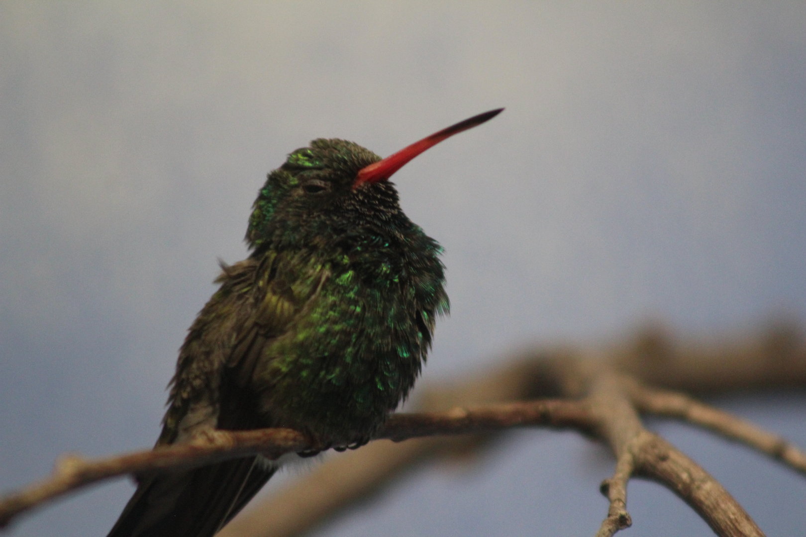 (Name?) Hummingbird - Wild Texas!