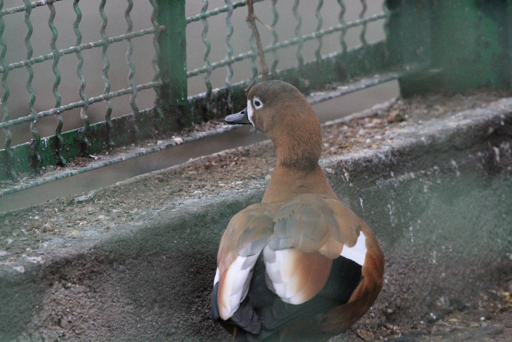 name? ( Mashhad Zoo)